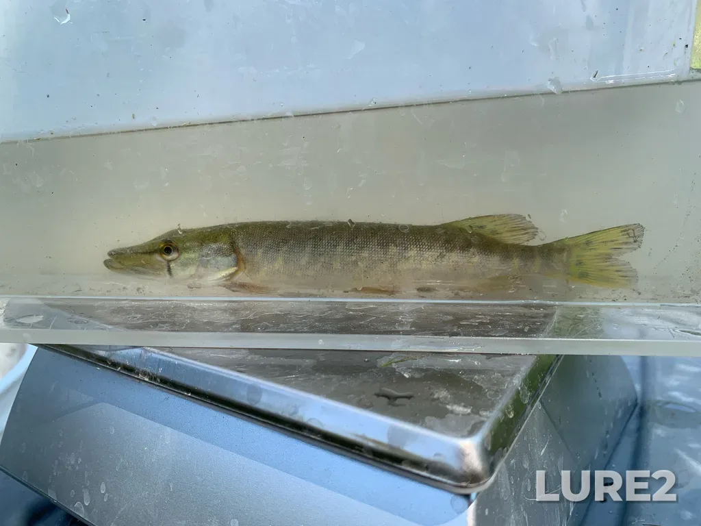 Pike — Welland River, Aug 12, 2025, 2:09 PM