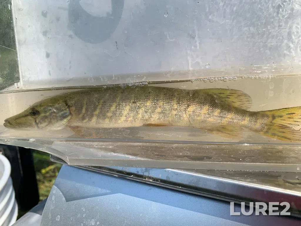 Pike — Welland River, Aug 12, 2025, 2:18 PM