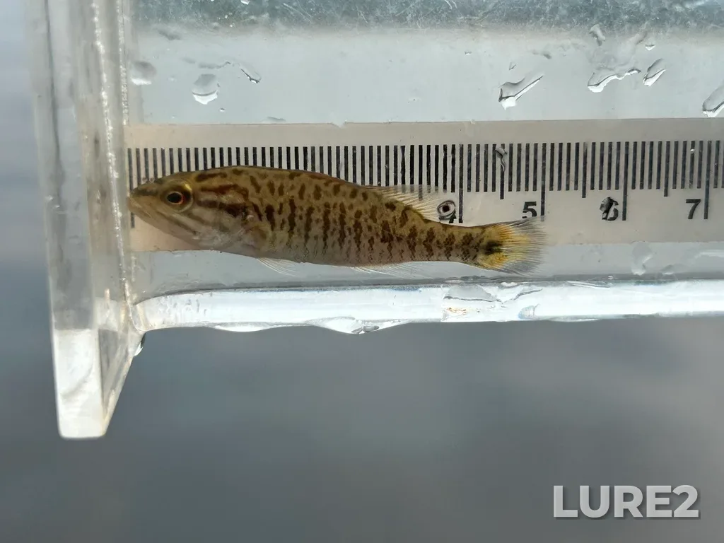 Smallmouth bass — Rainy Lake, Aug 12, 2025, 11:13 AM