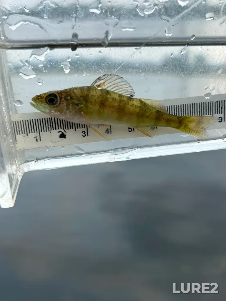 Yellow perch — Rainy Lake, Aug 12, 2025, 11:10 AM