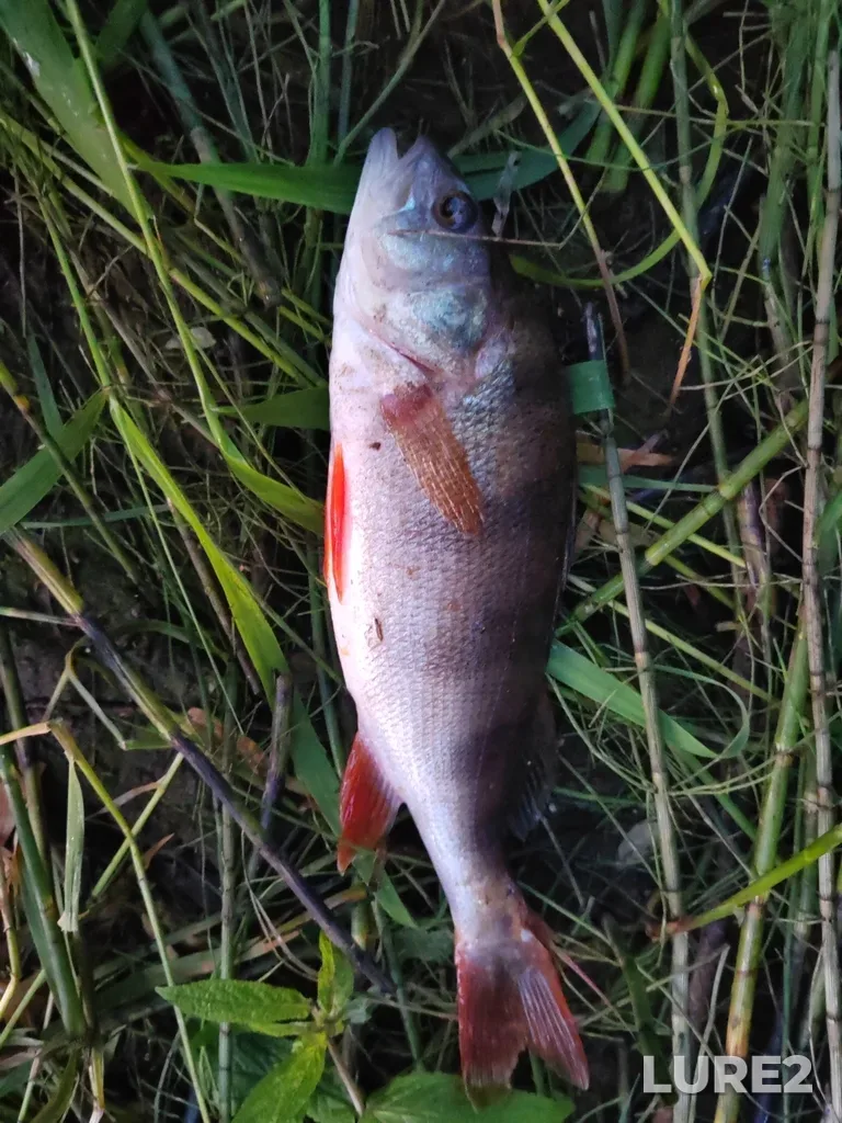 Perch — Chet, Aug 13, 2025, 9:08 PM