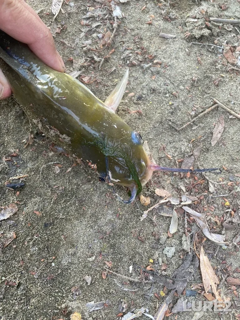 Channel catfish — Kuban, Aug 13, 2025, 5:45 PM