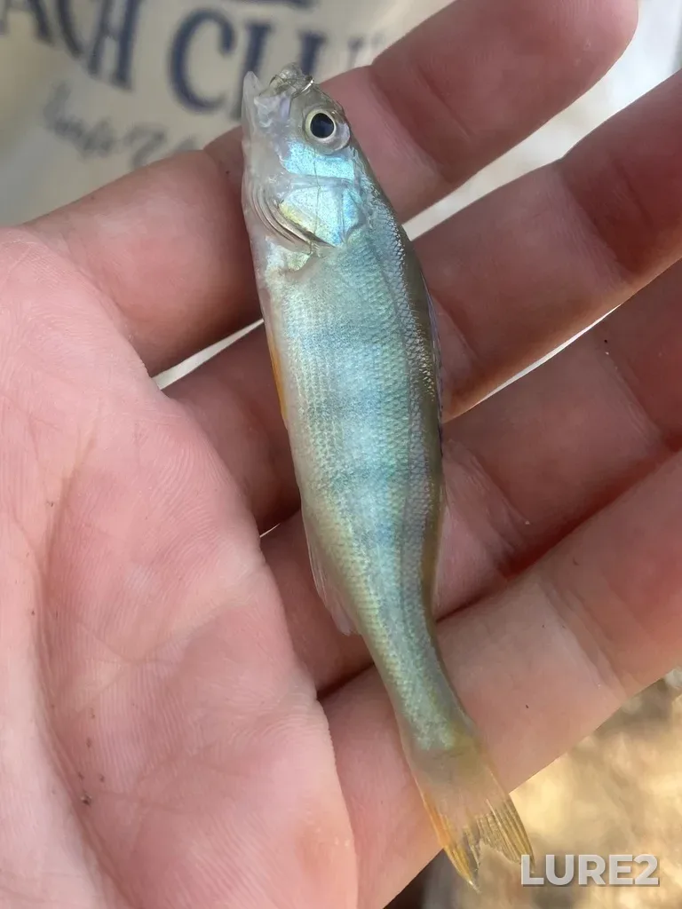 Perch — Kuban, Aug 13, 2025, 8:53 AM