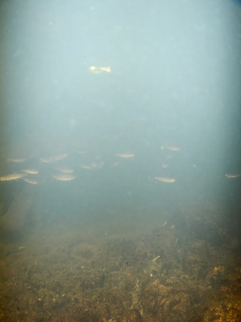Chinook salmon — Campbell River, Aug 13, 2025