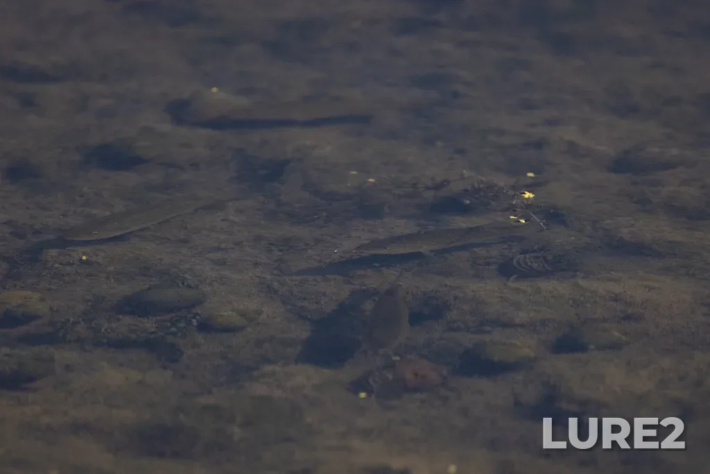Largemouth bass — Reesor Pond, Aug 15, 2025, 4:02 PM
