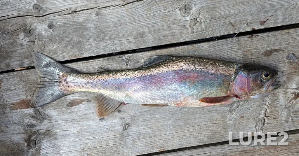 Rainbow trout — Paul Lake, Aug 15, 2025, 11:57 AM
