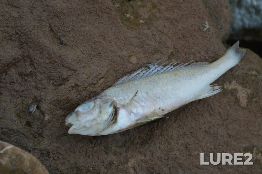 Ruffe — Kamskoye, Aug 15, 2025, 2:33 PM