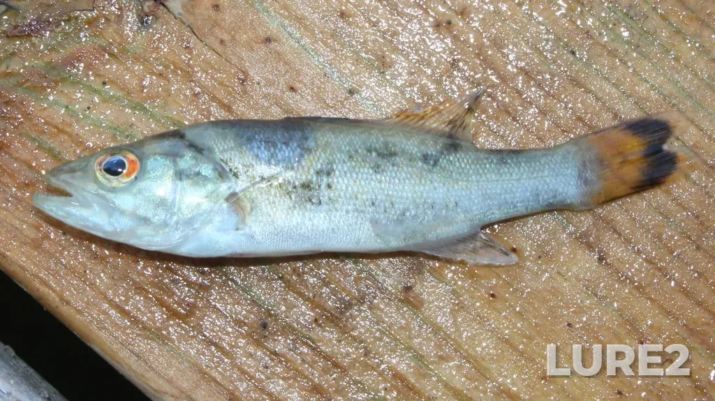 Smallmouth bass — Seymour Lake, Aug 16, 2025, 11:43 AM