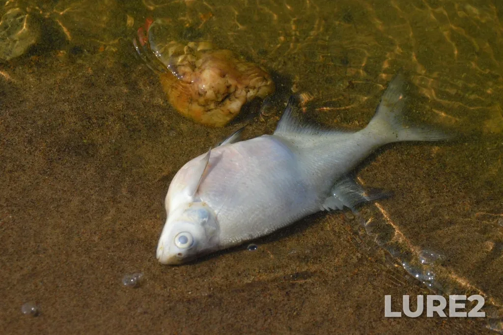 Bream — Kamskoye, Aug 13, 2025, 10:43 AM
