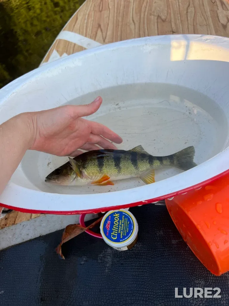 Yellow perch — Rivière Ouareau, Aug 13, 2025, 6:57 PM
