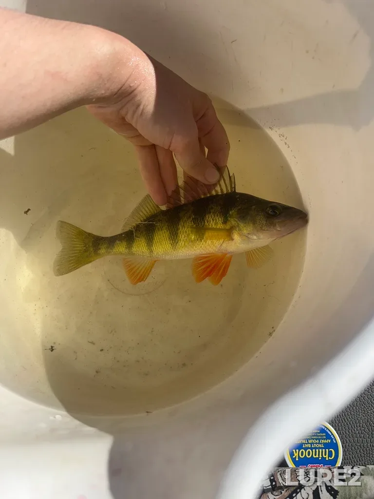 Yellow perch — Rivière Ouareau, Aug 15, 2025, 3:32 PM