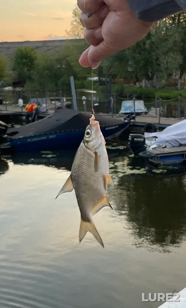White bream — Vorotynskiy rayon, Nizhegorodskaya oblast, RU, Aug 14, 2025, 7:12 PM