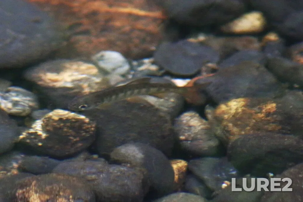 Coho salmon — Campbell River, Aug 08, 2025, 7:29 PM