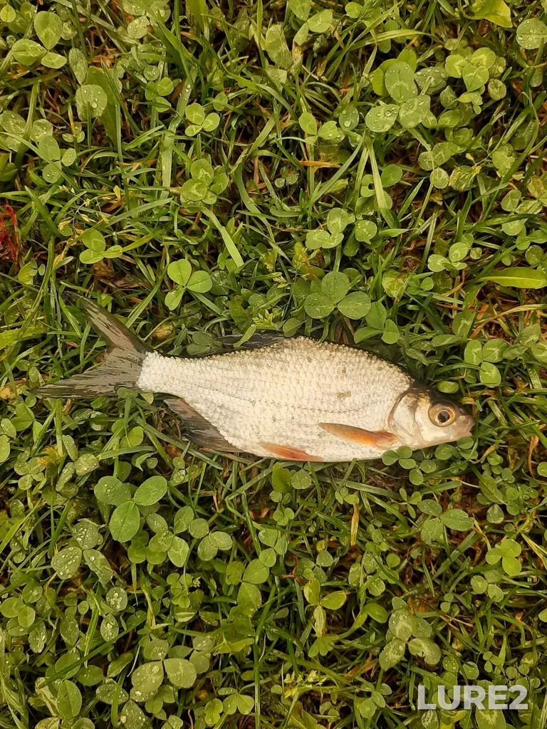 White bream — Sermenok, Aug 20, 2025, 9:48 AM