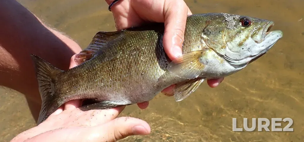 Smallmouth bass — Lac des Quinze, Aug 20, 2025, 3:18 PM
