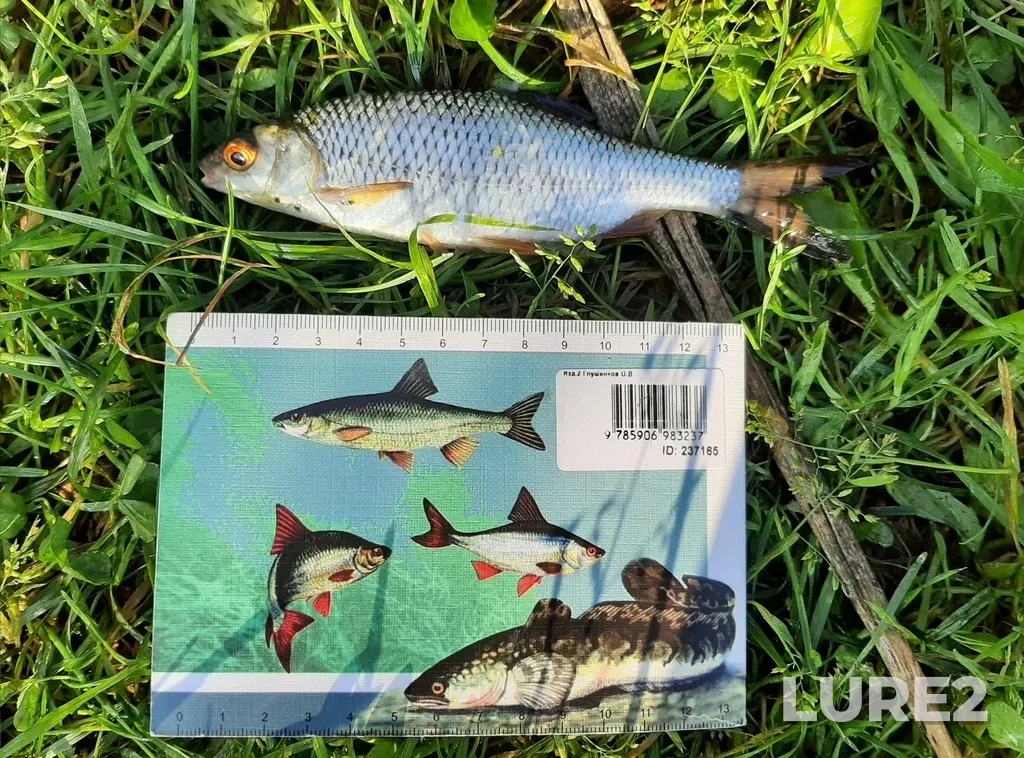 Roach — Sermenok, Aug 22, 2025, 7:16 AM