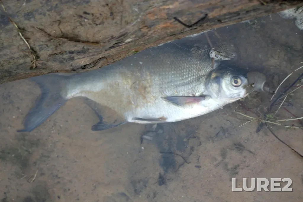 Bream — Sredniy karyer, Aug 22, 2025, 5:34 PM