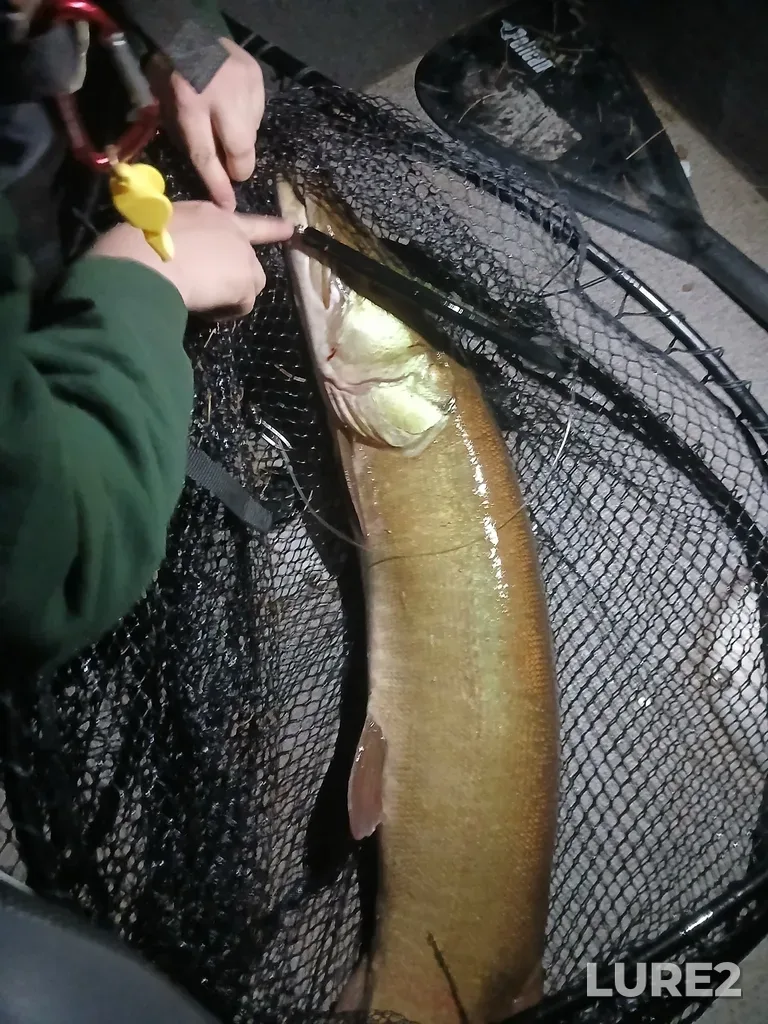 Muskellunge — Saint John River, Aug 22, 2025, 11:55 PM