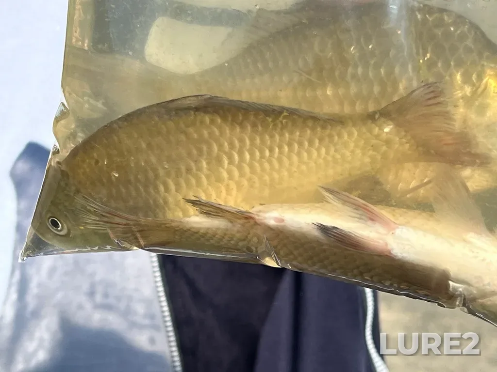 Crucian carp — Tura, Aug 23, 2025, 11:38 AM