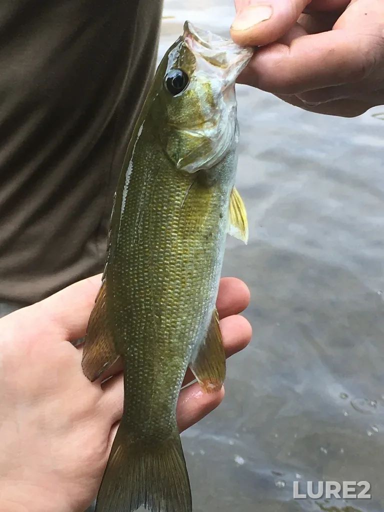 Smallmouth bass — L'Assomption River, Aug 23, 2025, 1:35 PM