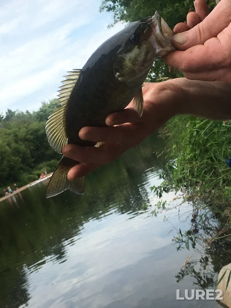 Smallmouth bass — L'Assomption River, Aug 23, 2025, 2:00 PM