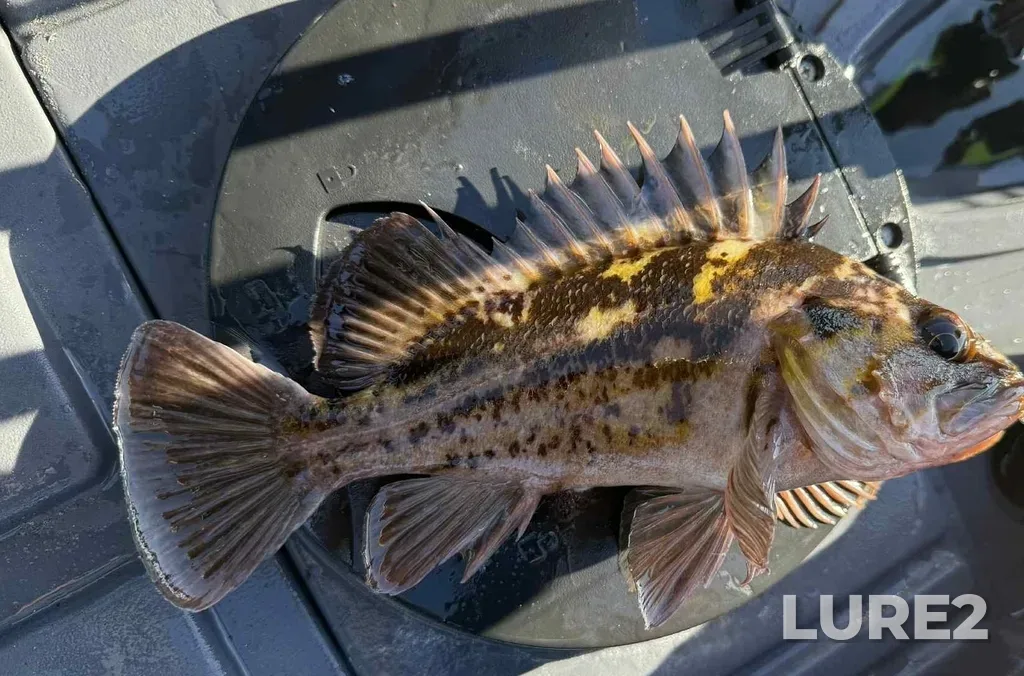 Rockfish — Ucluelet Inlet, Aug 24, 2025, 7:39 AM