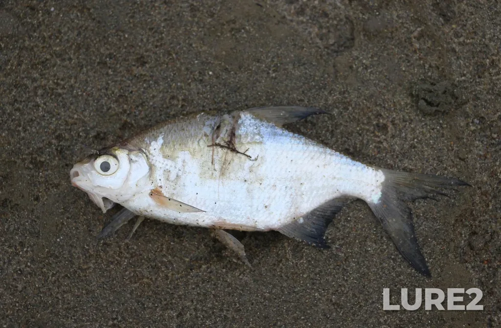 White bream — Laba, Aug 24, 2025, 9:41 AM