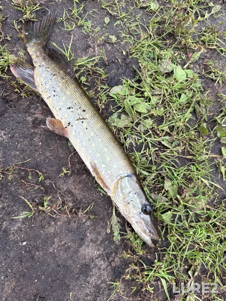 Pike — Gorodskoy Okrug Pereslavl-Zalesskiy, Yaroslavskaya oblast, RU, Aug 24, 2025, 3:27 PM