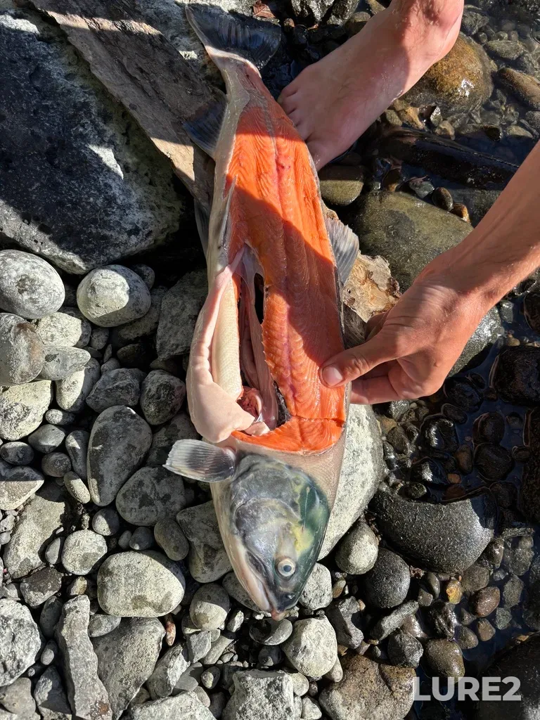 Sockeye salmon — Chilcotin River, Aug 23, 2025, 5:24 PM