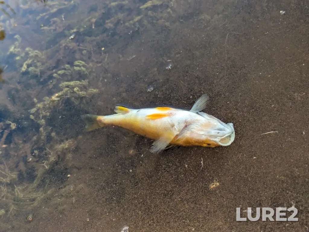 Yellow perch — Twin Lake, Aug 24, 2025, 1:47 PM