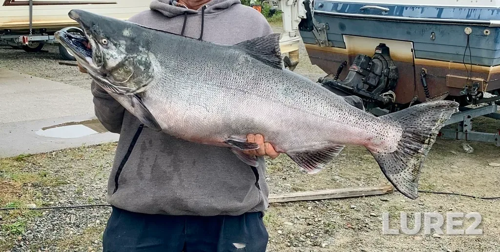 Chinook salmon — Michipicoten River, Aug 19, 2025, 12:38 PM
