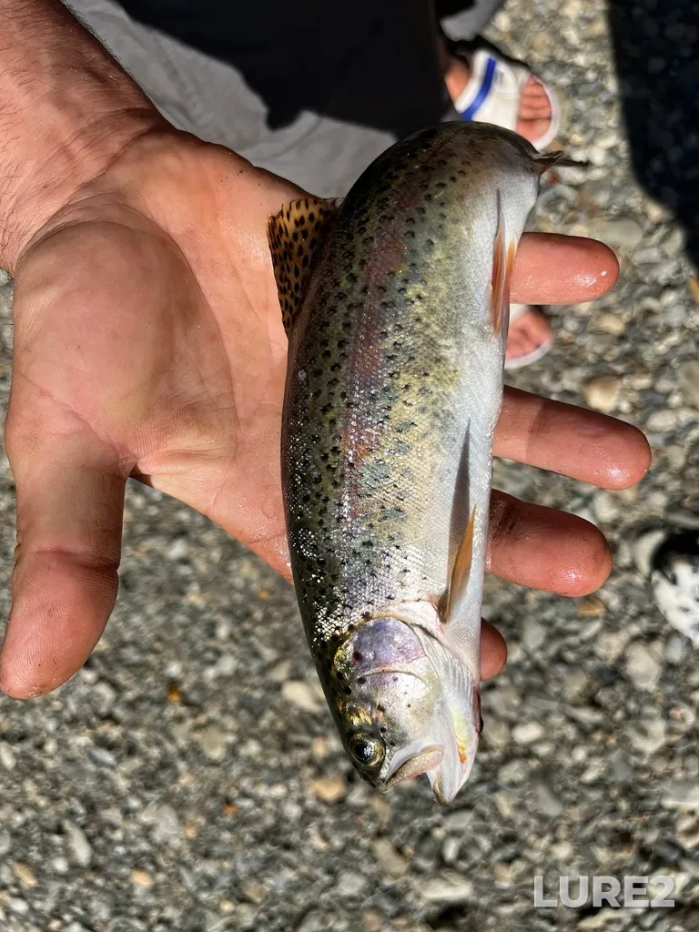 Rainbow trout — San Juan River, Aug 24, 2025, 3:05 PM