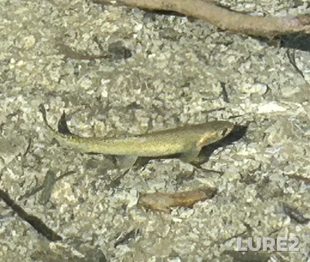 Cutthroat trout — Mystic Lake, Aug 24, 2025, 4:42 PM