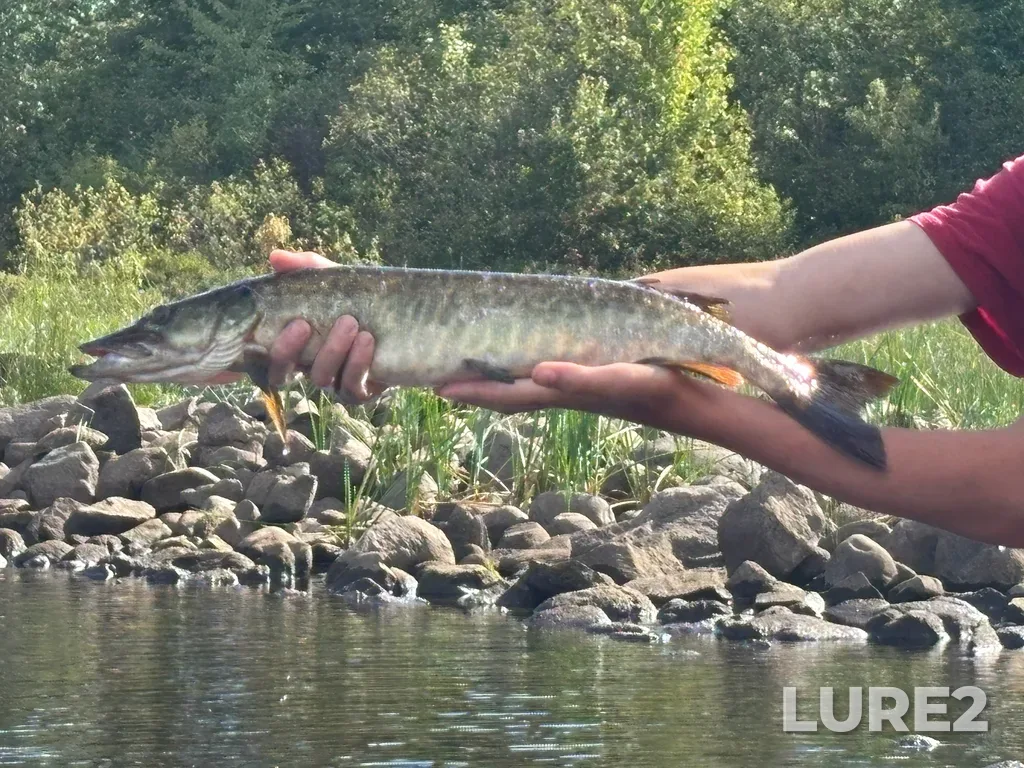 Muskellunge — Lake Travers, Aug 24, 2025, 4:37 PM