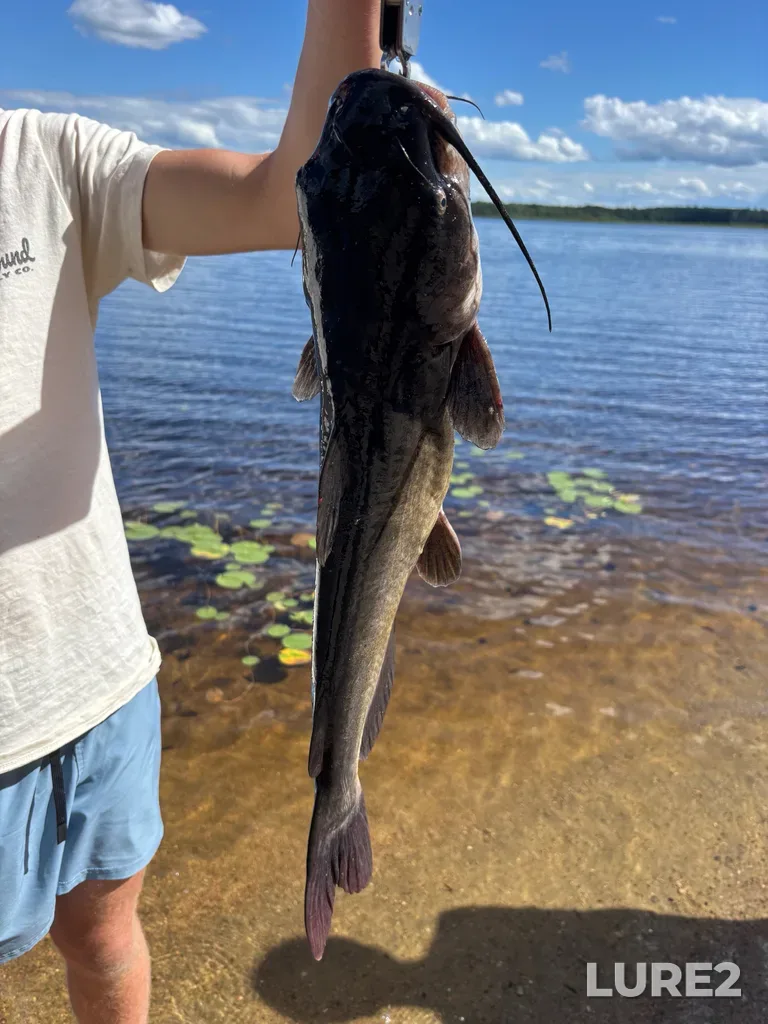 Channel catfish — Lake Travers, Aug 24, 2025, 3:16 PM