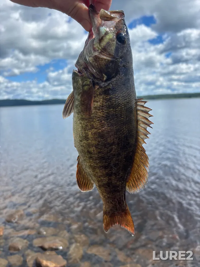 Smallmouth bass — Lake Travers, Aug 24, 2025, 12:07 PM