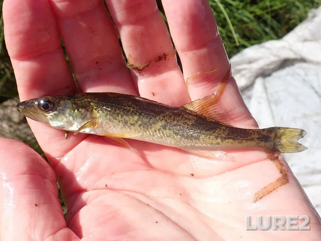 Walleye — Namewaminikan River, Aug 25, 2025, 3:36 PM