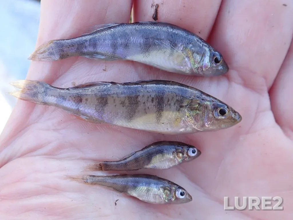 Yellow perch — Namewaminikan River, Aug 25, 2025, 3:41 PM