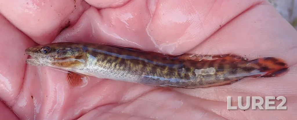 Burbot — Namewaminikan River, Aug 25, 2025, 3:45 PM