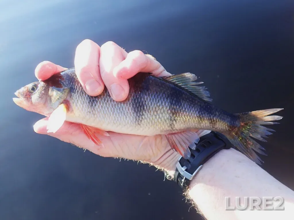 Yellow perch — Namewaminikan River, Aug 26, 2025, 7:55 AM
