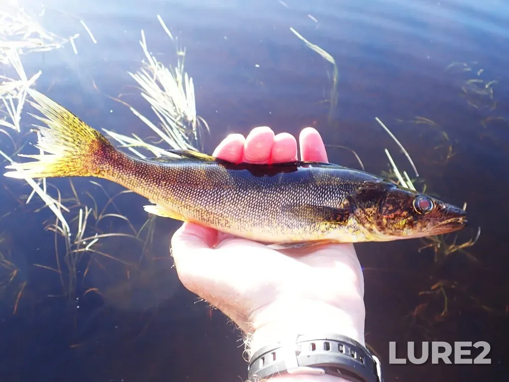 Walleye — Namewaminikan River, Aug 26, 2025, 7:57 AM