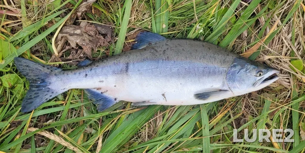 Pink salmon — Severo-Kurilskiy r-n, Sakhalinskaya obl., Rossiya, 694550, Aug 05, 2025, 10:11 AM