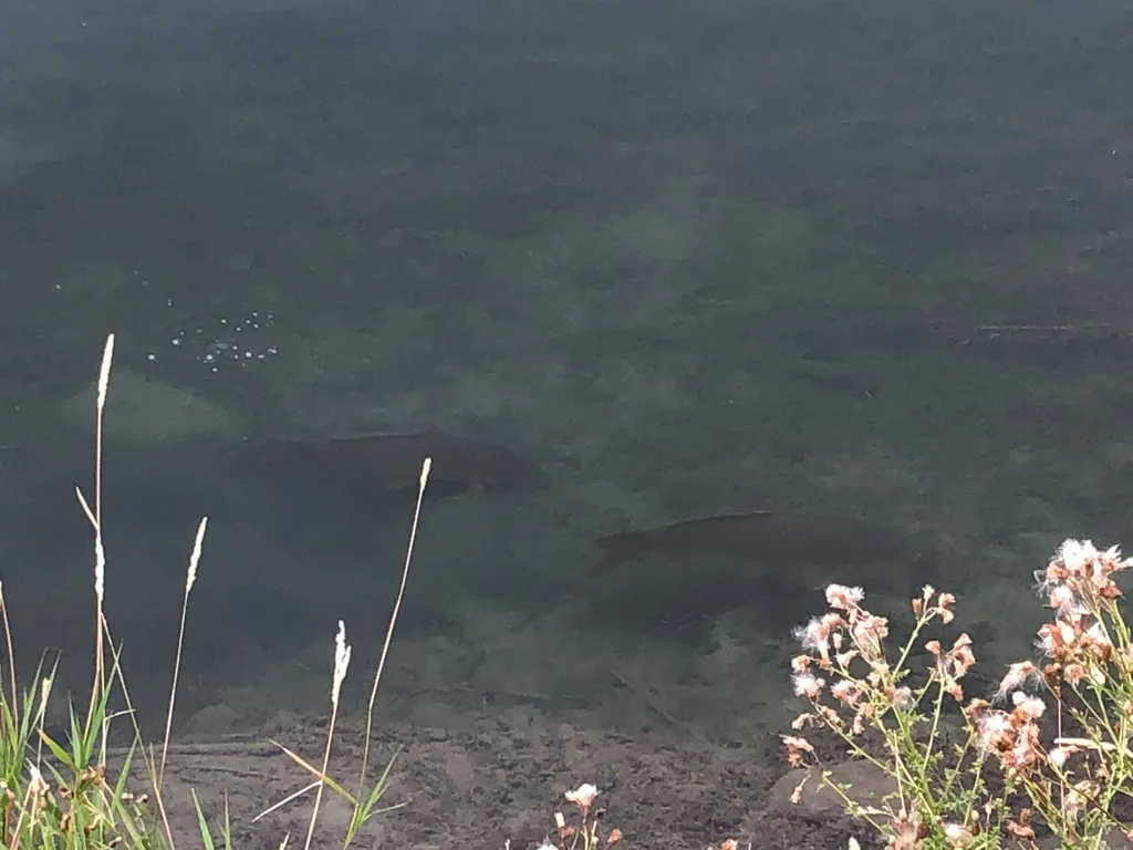 Carp — Vaseux Lake, Aug 16, 2019