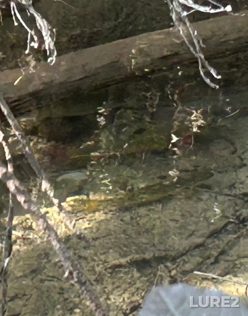 Brook trout — Elbow River, Aug 31, 2025, 3:43 PM