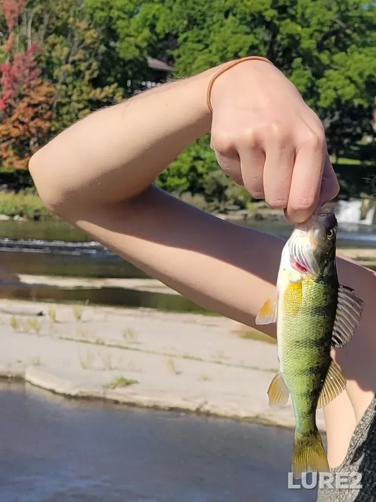 Yellow perch — North Thames River, Sep 01, 2025, 10:35 AM