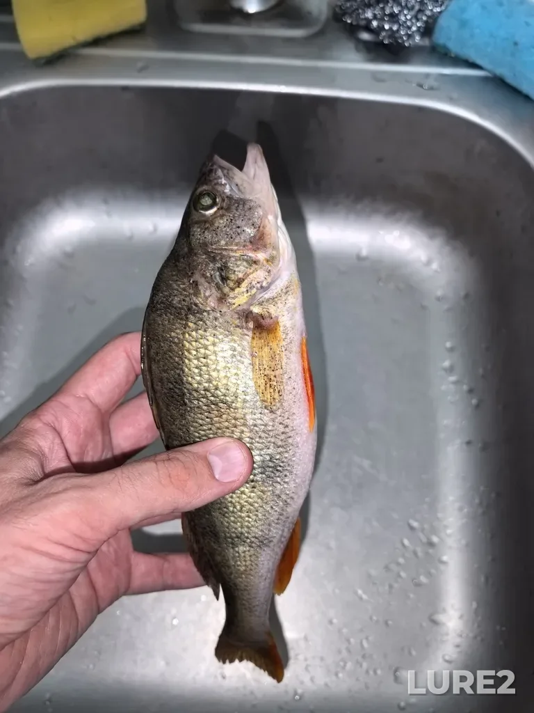 Perch — Severskiy Donets, Sep 01, 2025, 8:48 PM