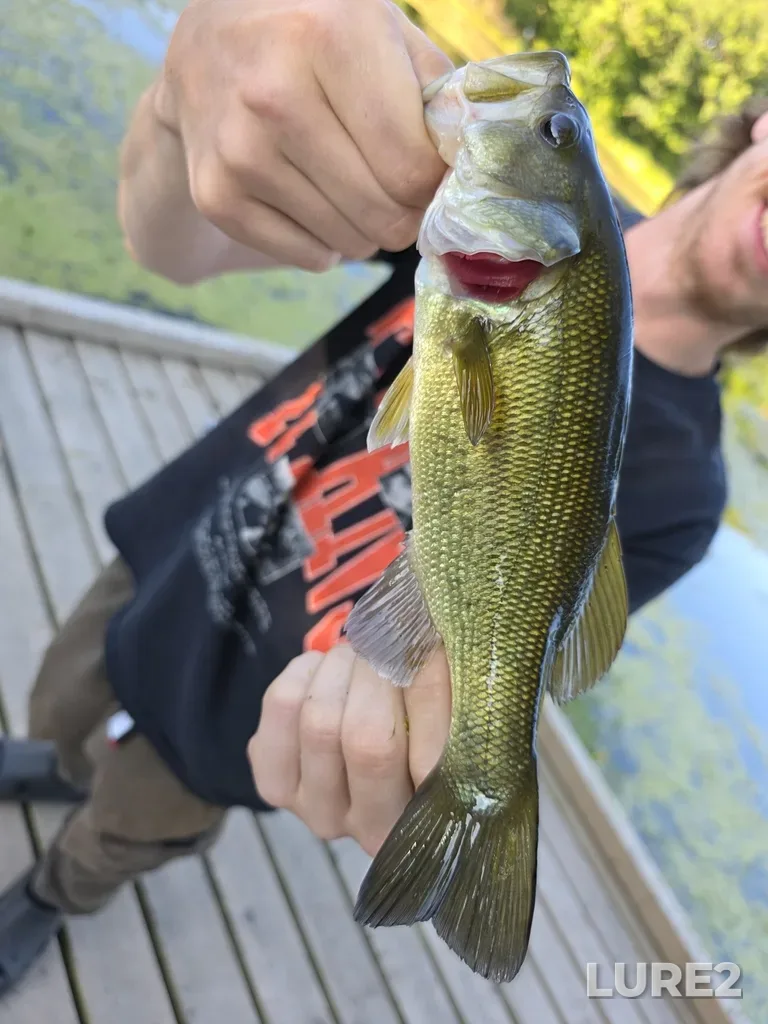 Largemouth bass — Mill Pond, Sep 01, 2025, 6:23 PM