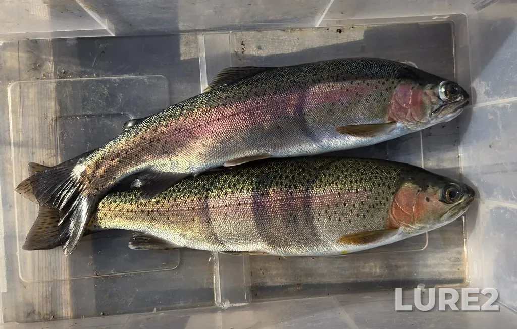 Rainbow trout — Paul Lake, Aug 31, 2025, 9:56 AM