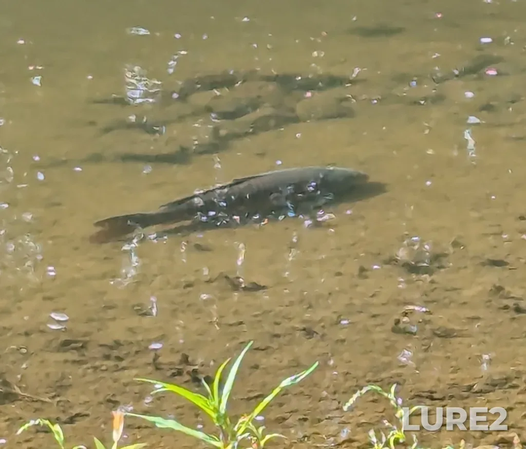 Carp — Speed River, Sep 02, 2025, 3:14 PM