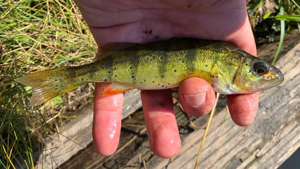 Yellow perch — Lower Mazinaw Lake, Aug 12, 2019